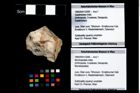 Foto (Objekt + Etikett) von Mundopsidae indet.  (NHMW-GEO-1990-0041-3269)